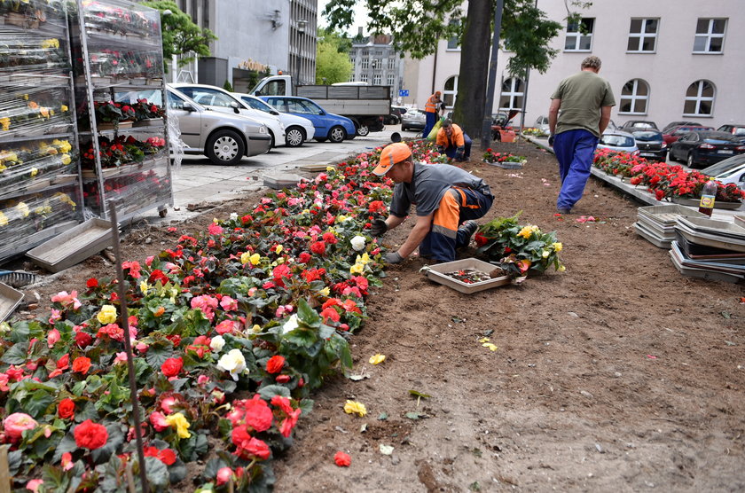 Pod urzędem miasta będą rosnąć nowe kwiaty