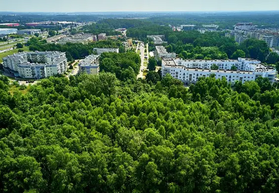 60 ha terenów zielonych zamiast nowego osiedla. Mieszkańcy Łodzi wywalczyli nowy park