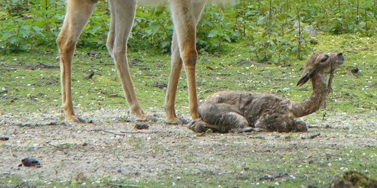 Wikunia urodziła się w Zoo w Chorzowie