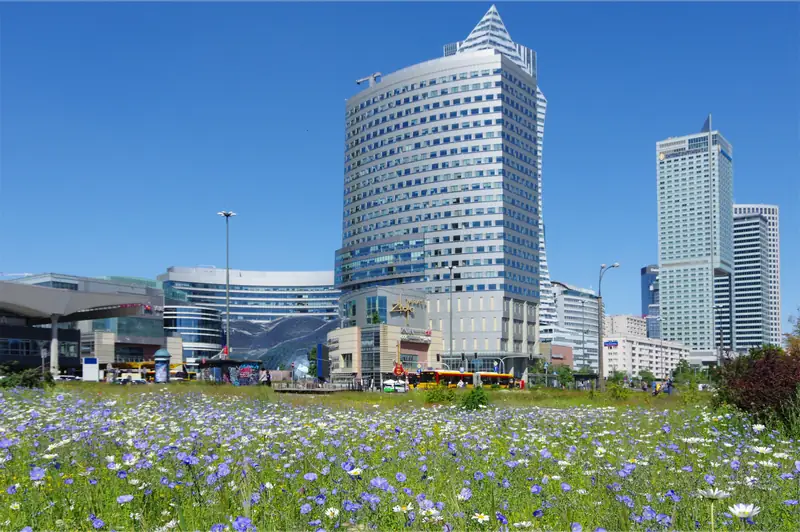 Łąka kwietna w centrum Warszawy.