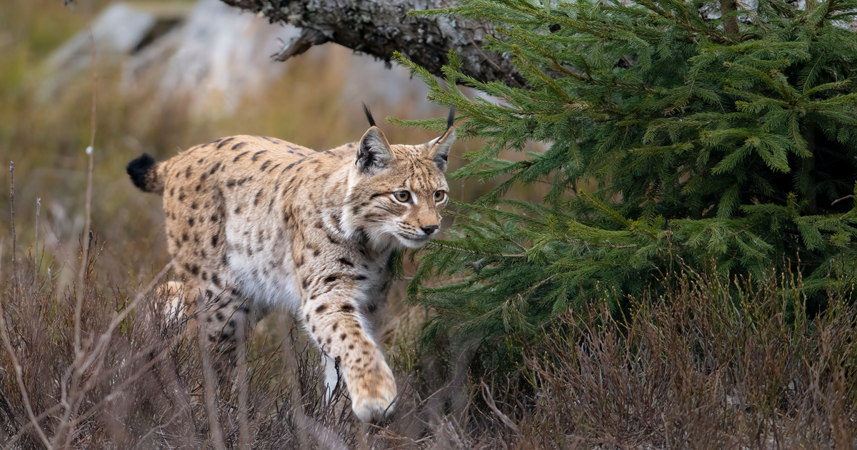 Lynx reintroduction: 72% of Northumberland locals back plan