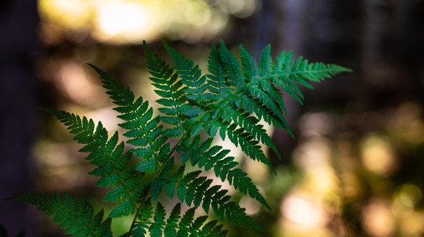 Najważniejsze elementy tradycyjnych obchodów Nocy Kupały związane były z żywiołami: wodą i ogniem. Słowianie wierzyli, że mają one oczyszczającą i ochronną moc, dlatego pojawiały się w licznych przesądach.