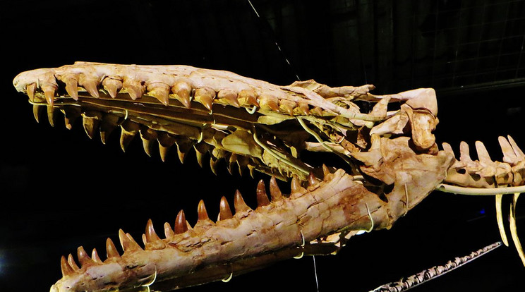 Egy moszaszaurusz koponyája / Fotó: Wikimedia Commons
