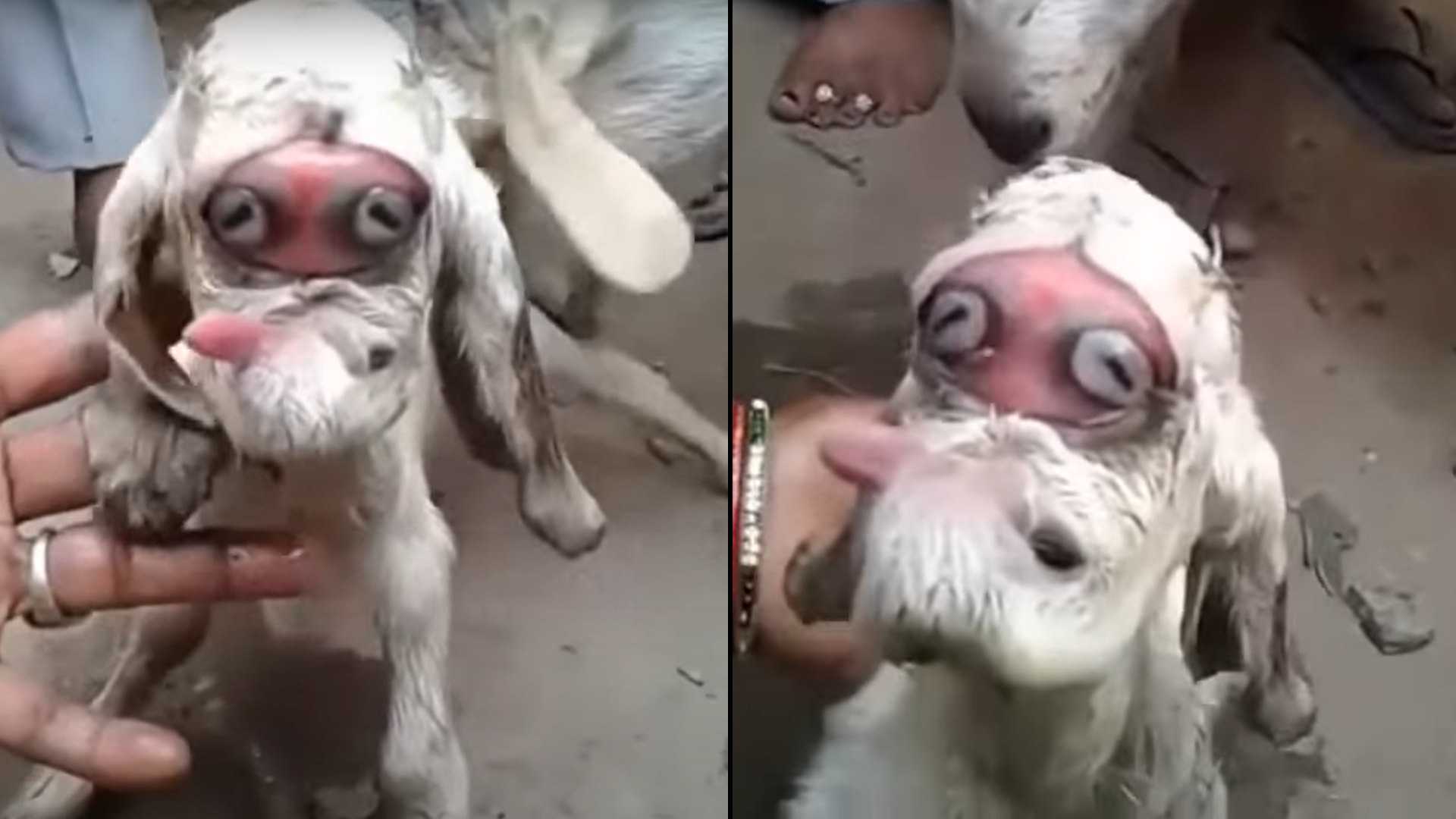 Kozľa s ľudskou tvárou