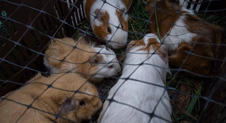 Guinea pigs are being abandoned at many animal shelters.