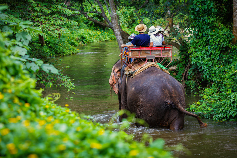 Słoń, Chiang Mai (Tajlandia)