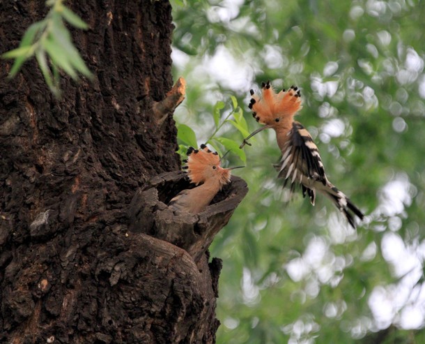 A bird feeds a baby bird at a park in Beijing