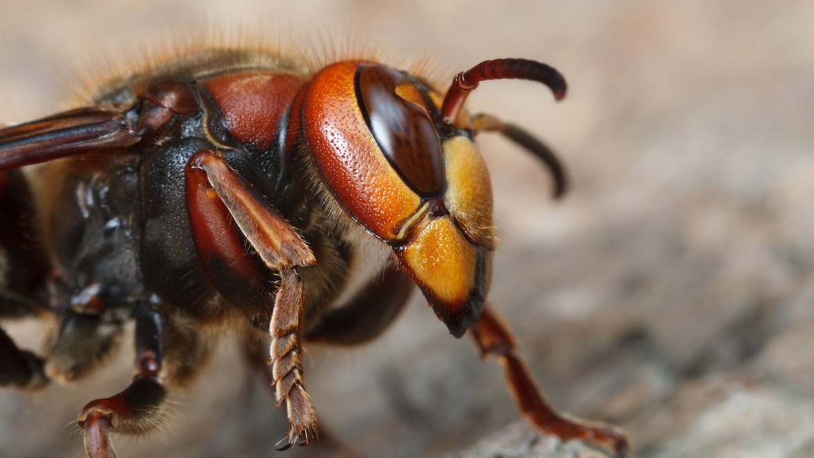 Sršne často skúmajú okná a parapety, najmä na jar, keď hľadajú miesto pre hniezdo.