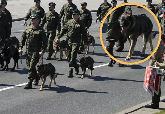 Wojsko wzięło psy na defiladę, teraz musi się tłumaczyć. "Nawet zwierzętom nie odpuszczą"