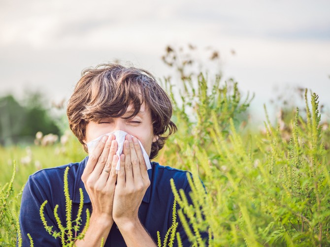 Ambrozija - kraljica alergija