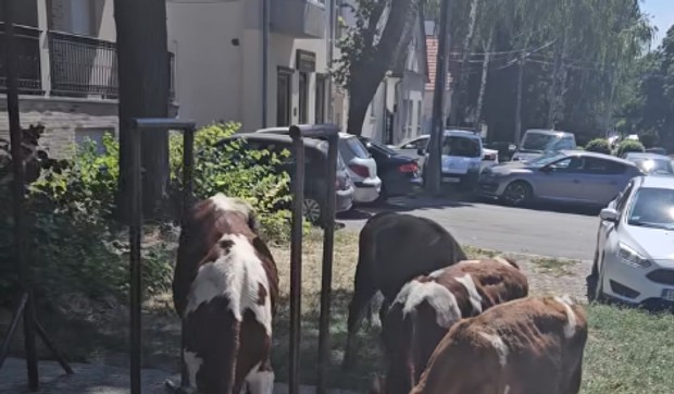 Beograd je grad pun raznolikih i neobičnih scena na ulicama