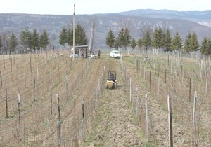 Uzgaja crveno zlato na površini od preko hektara