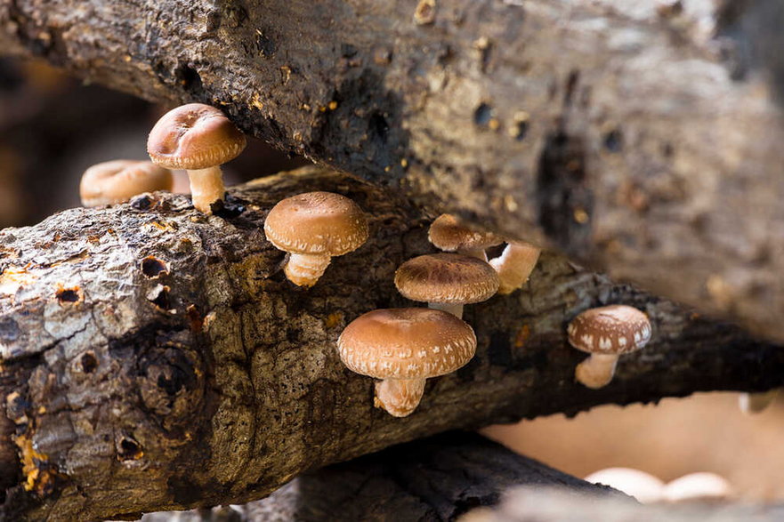 Pod uprawę grzybów shii-take nadają się okrąglaki pni drzew liściastych 