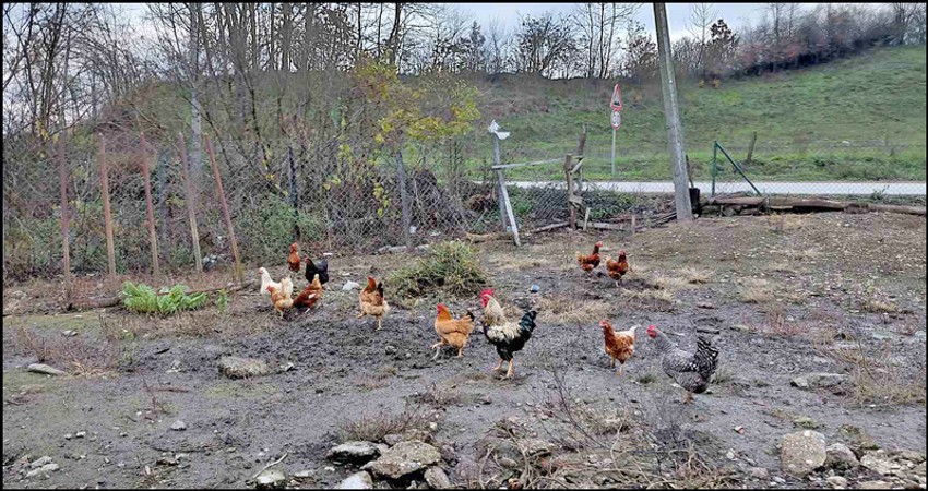 Živina u domaćinstvu Ristić 