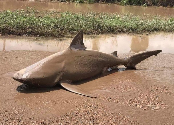 An undated supplied image shows a bull shark that was found in a puddle near the town of Ayr, locate