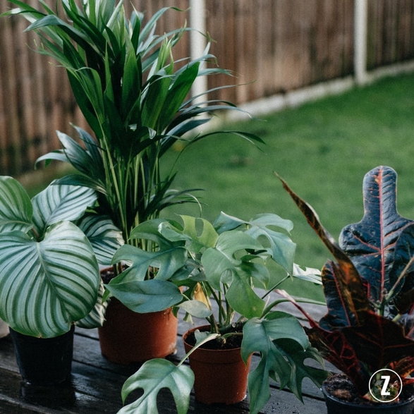 Calathea orbifolia, Howea forsteriana, Rhaphidophora tetrasperma i Codiaeum variegatum