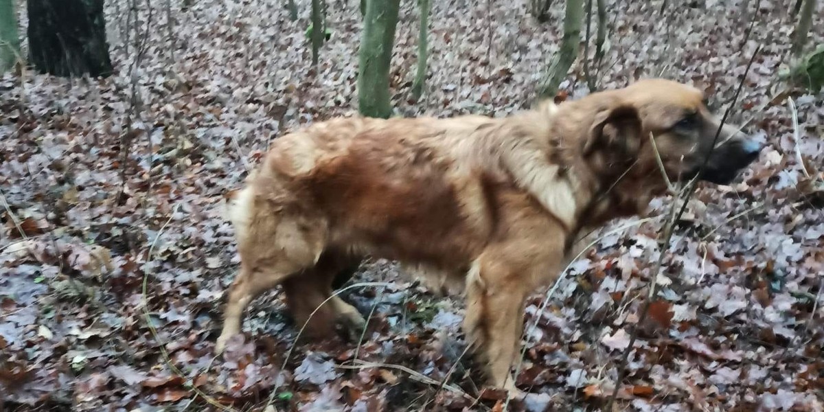 Ktoś porzucił w lesie psa przywiązanego do drzewa.