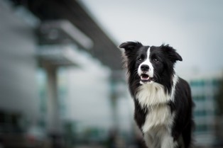 Karma dla psów zagrożeniem dla zdrowia? Zawiera superbakterie oporne na antybiotyki