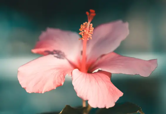 Bagienna piękność, czyli hibiskus bylinowy. Co warto wiedzieć o tej niezwykłej roślinie?