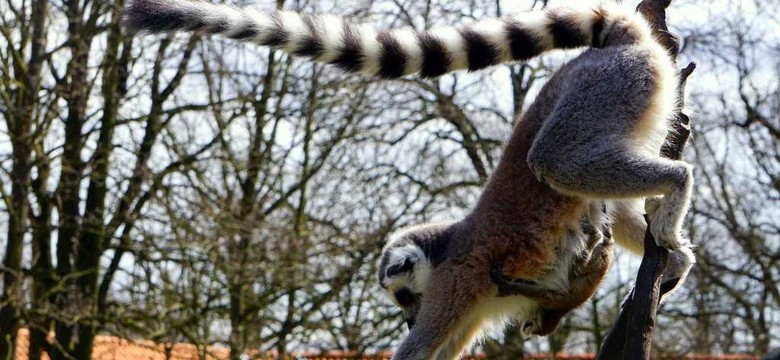 We wrocławskim zoo urodziło się sześć lemurów