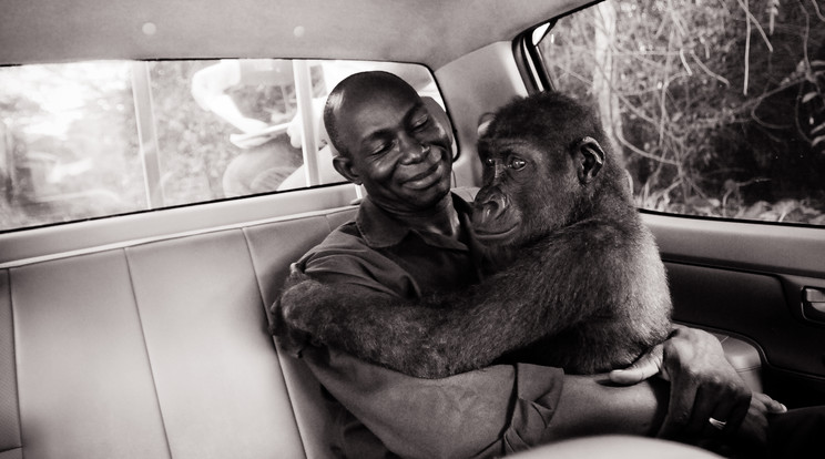 A gorilla kölyök megmentőjét öleli át az autó hátsó ülésén /Fotó: Northfoto