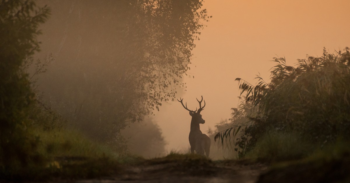 Myśliwi na celowniku posłów. Szykują się istotne ograniczenia