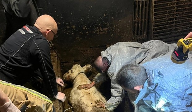 Policajci su momentalno došli da pomognu u spasavanju krave iz septičke jame