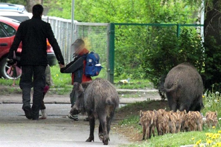 Dziki pokazały dzieciom, jak żyją "miastowi"