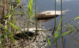 Prof. Skubała: Odrę, jak i życie wokół rzeki, straciliśmy na kilkanaście, a może nawet kilkadziesiąt lat