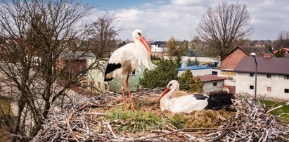 Ostatnia para bocianów została w Katowicach. Nie pozwólmy, by się wyprowadziły