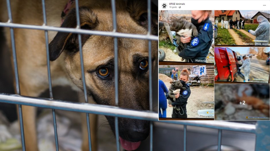 250 martwych i ok. stu żywych, lecz wycieńczonych psów odkryli aktywiści OZOZ Animals w Starej Hucie (Fot. Facebook/OZOZ Animals)