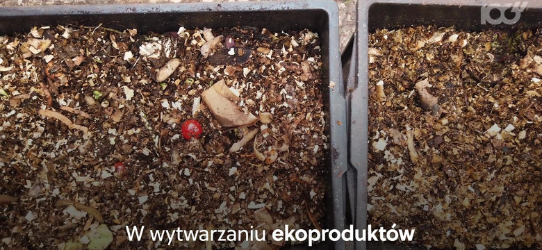 Jak produkcja ekożywności wpływa na naszą planetę?  