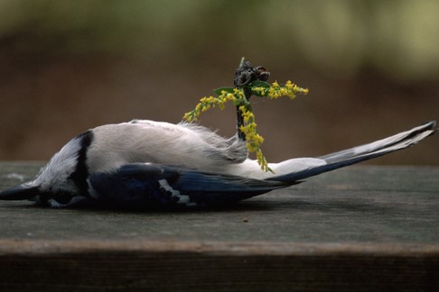 Fot. James L. Amos/Corbis Documentary/Getty Images