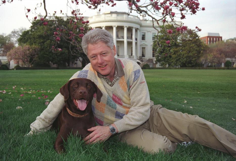 Bill Clinton gyönyörű sötétbarna labradorja, Buddy egyből magáévá tette a rezidencia kertjét Fotó: GettyImages