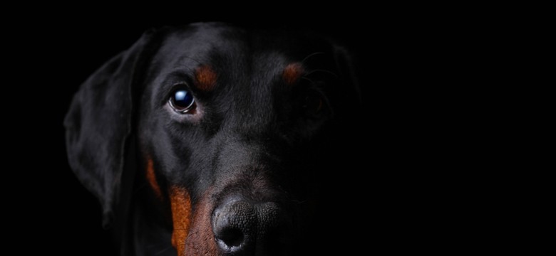 Doberman zostawiony w nagrzanym samochodzie. Pies dosłownie się ugotował