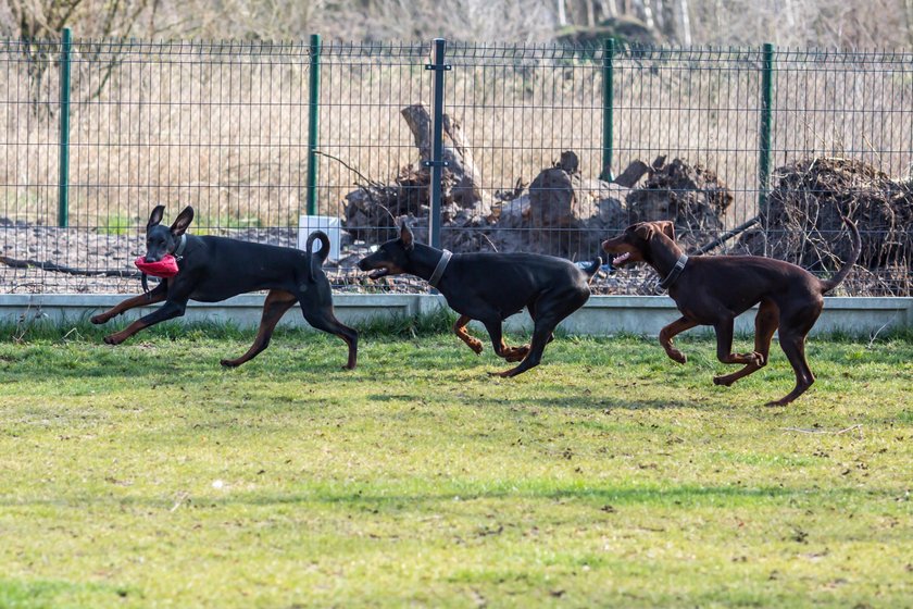 Opiekuje się psami ludzi na kwarantannie