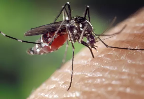 Dlaczego komary szczególnie cię lubią? Te sześć rzeczy zwiększa ryzyko ataku