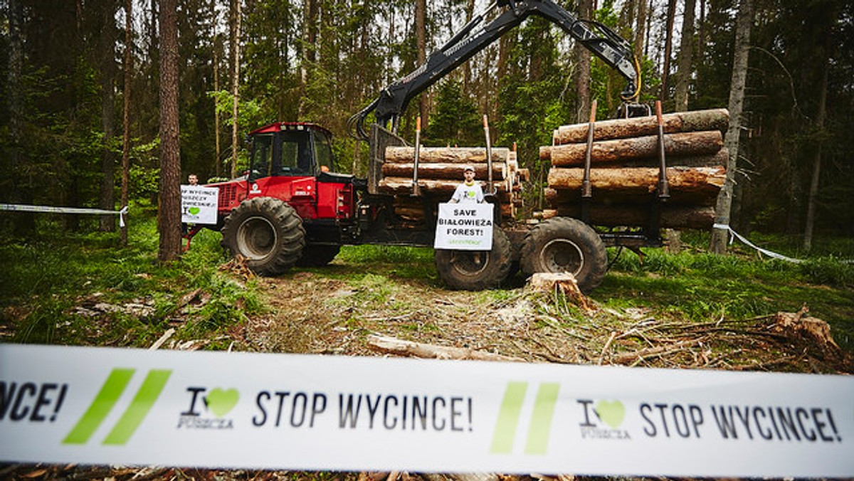 Ekolodzy z Greenpeace i Dzikiej Polski rozpoczęli o godz. 14 blokadę Puszczy Białowieskiej przed prowadzoną w niej wycinką. W starej części puszczy, za miejscowością Czerlonka przykuli się do drzew, które leśnicy wytypowali do wycięcia. Tuż po godzinie 17. ekolodzy zawiesili protest.