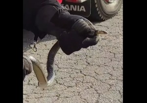 Tuzlanski vatrogasci izvukli zmiju iz automobila