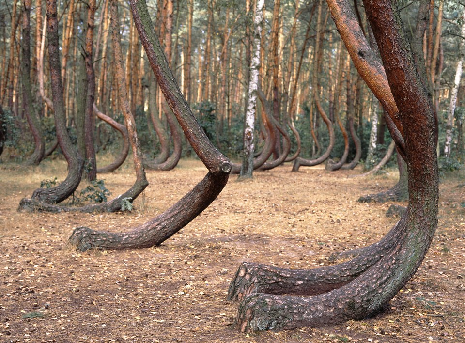 Krzywy Las koło Gryfina