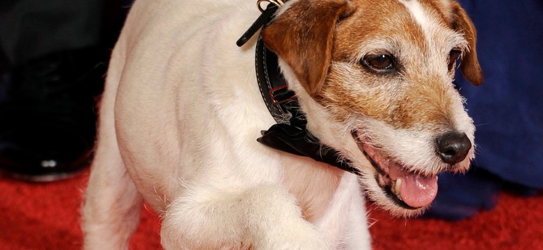 Uggie – psi gwiazdor filmu "Artysta" musi skończyć karierę