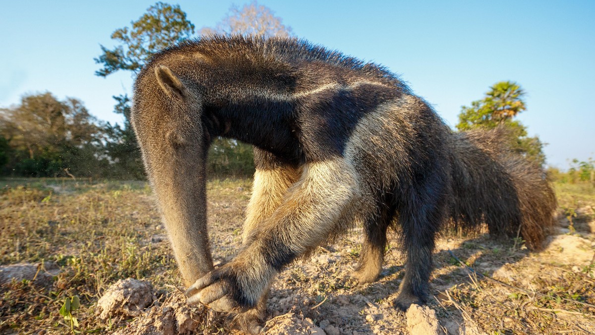 Giant ant eater