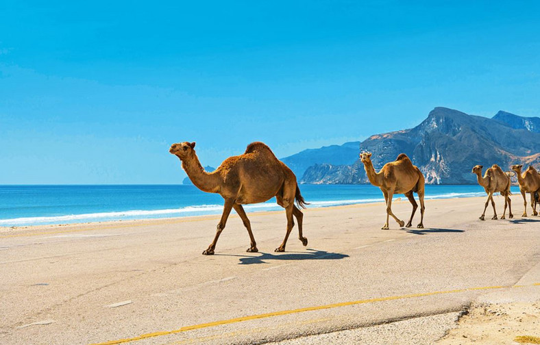 Promocje na egzotyczne wakacje all inclusive w Omanie