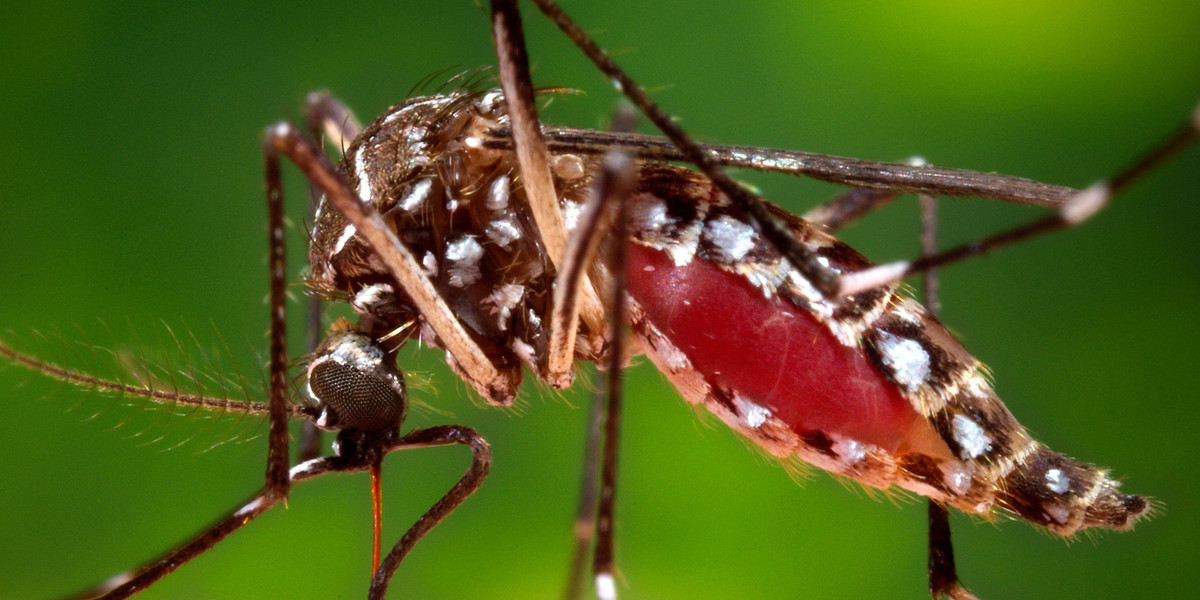 Zika mosquito.