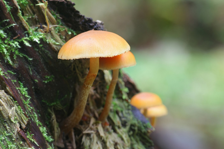 Hełmówka jadowita (Galerina marginata) / fot. Henri Koskinen, Shutterstock