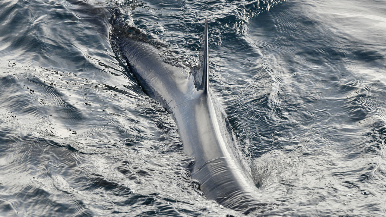 Alarm na Balearach: rekin u wybrzeży Minorki