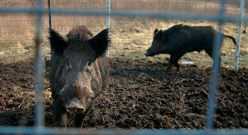 Feral pigs are difficult to trap, and there are too many for the US to keep up with.David Carson/St. Louis Post-Dispatch via AP, file