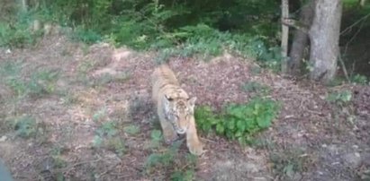 Zagadka tygrysa uciekiniera, który sieje postrach na polskim pograniczu. Nowe ustalenia