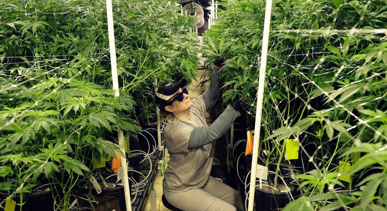 In this March 22, 2019, file photo, Heather Randazzo, a grow employee at Compassionate Care Foundation's medical marijuana dispensary, trims leaves off marijuana plants in the company's grow house in Egg Harbor Township, N.J.
