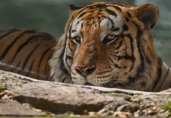Duże zwierzęta z zoo w Charkowie mogą zostać uśpione. "To może być jedyna opcja"